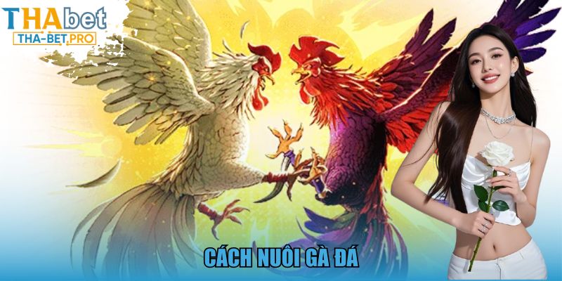 Cách Nuôi Gà Đá